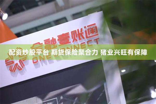配资炒股平台 期货保险聚合力 猪业兴旺有保障